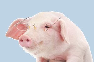 pig with spectacles