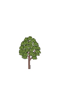 arbre
