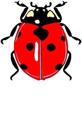 coccinelle