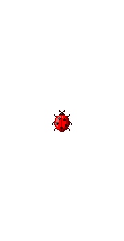 coccinelle