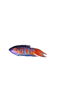 poisson