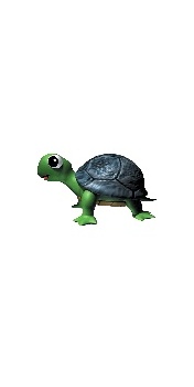 tortue